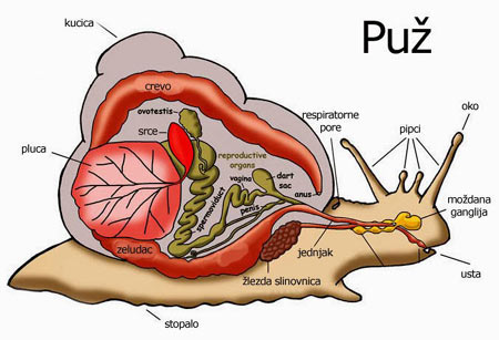 Anatomija puza