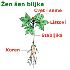 Ginseng biljka