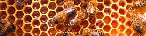 Izmena saća i pregled pčela