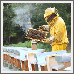 Pčelarski uspeh