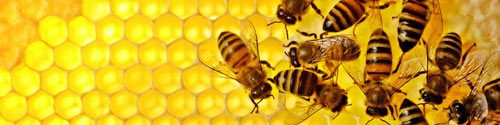 Pčelinje saće