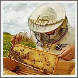Prolećni poslovi na pčelinjaku