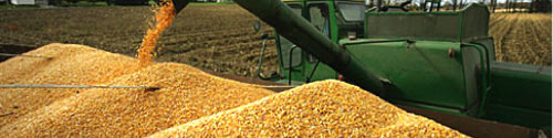 Siliranje kukuruza