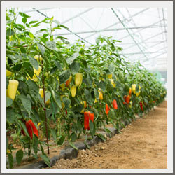 Uzgoj paprike u plastenicima